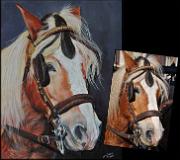 Portraits de chevaux